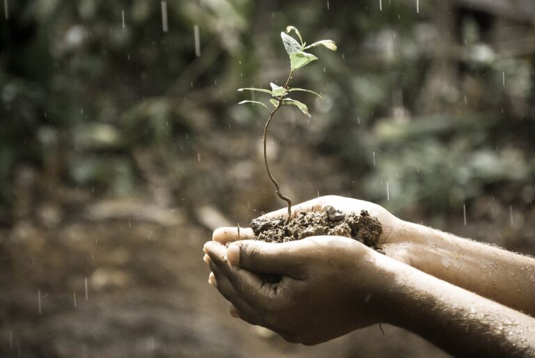 hands, plant, soil, grow, growing, growth, nature, raining, rainfall, rain, outdoors, life, idea, concept, soil, growth, growth, growth, growth, rain, rain, rain, rain, rain, life, life, life